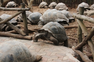 prisonisland-tour-6