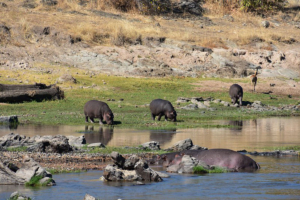 spectacular-sunrise-Ruaha-hippos1