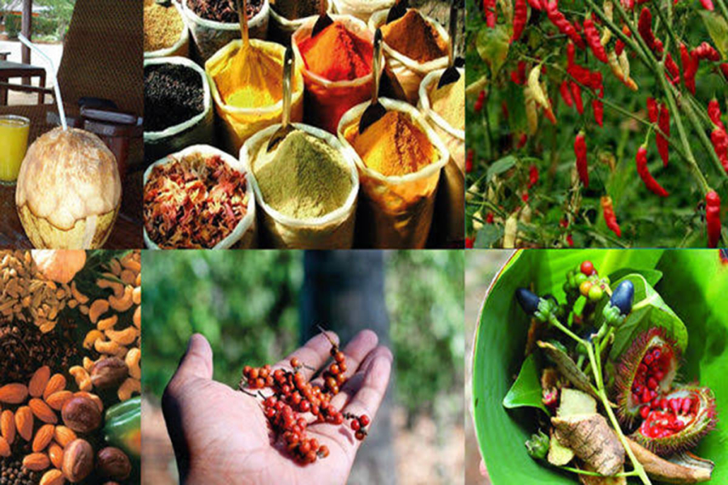 spice-tour-2