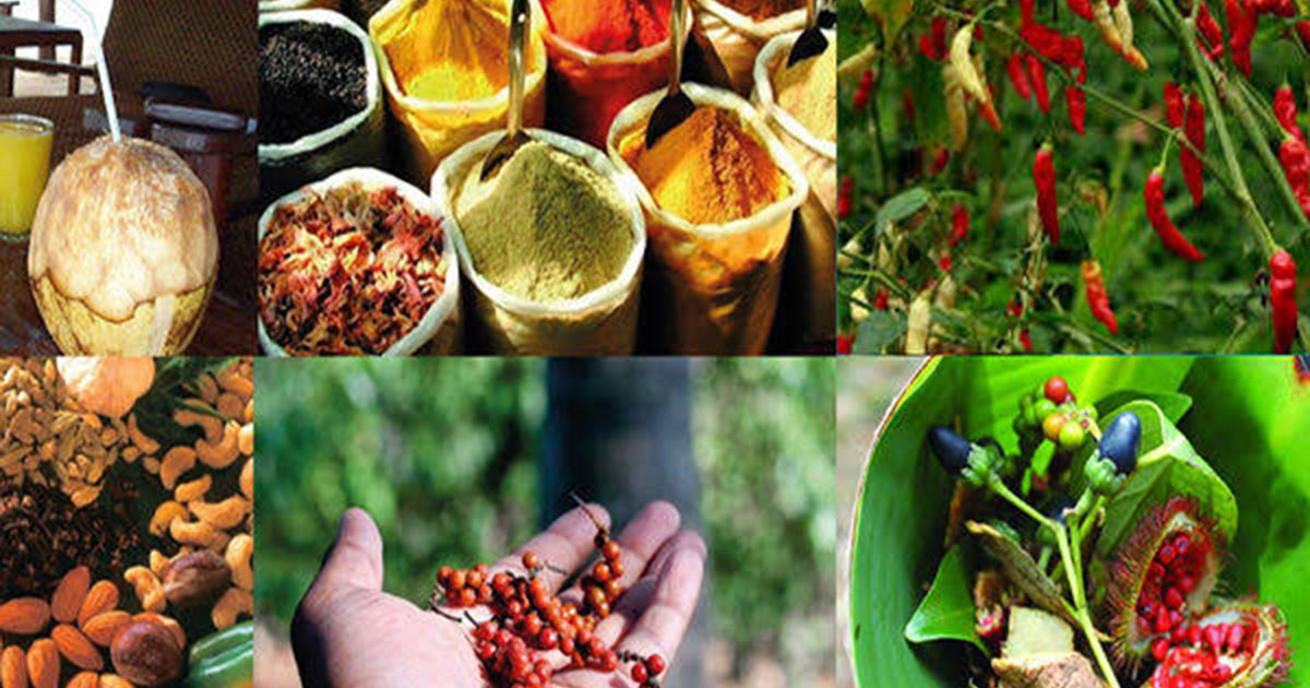 spice-tour-2